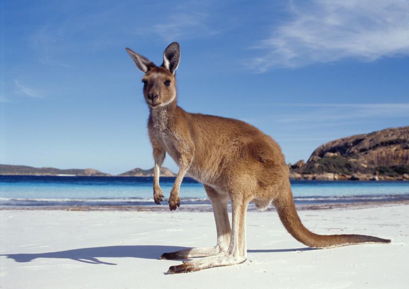 Épopée est-australienne, de l'Ayers Rock à la Grande Barrière de Corail