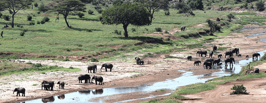 Tanzanie animale