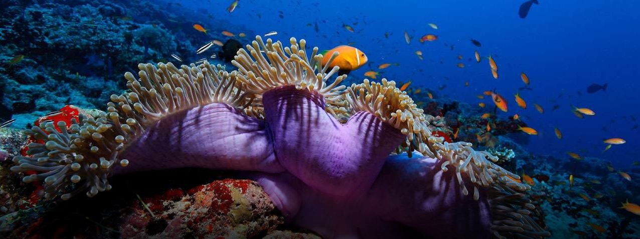 Les Maldives et Dubaï, deux facettes de l'océan Indien