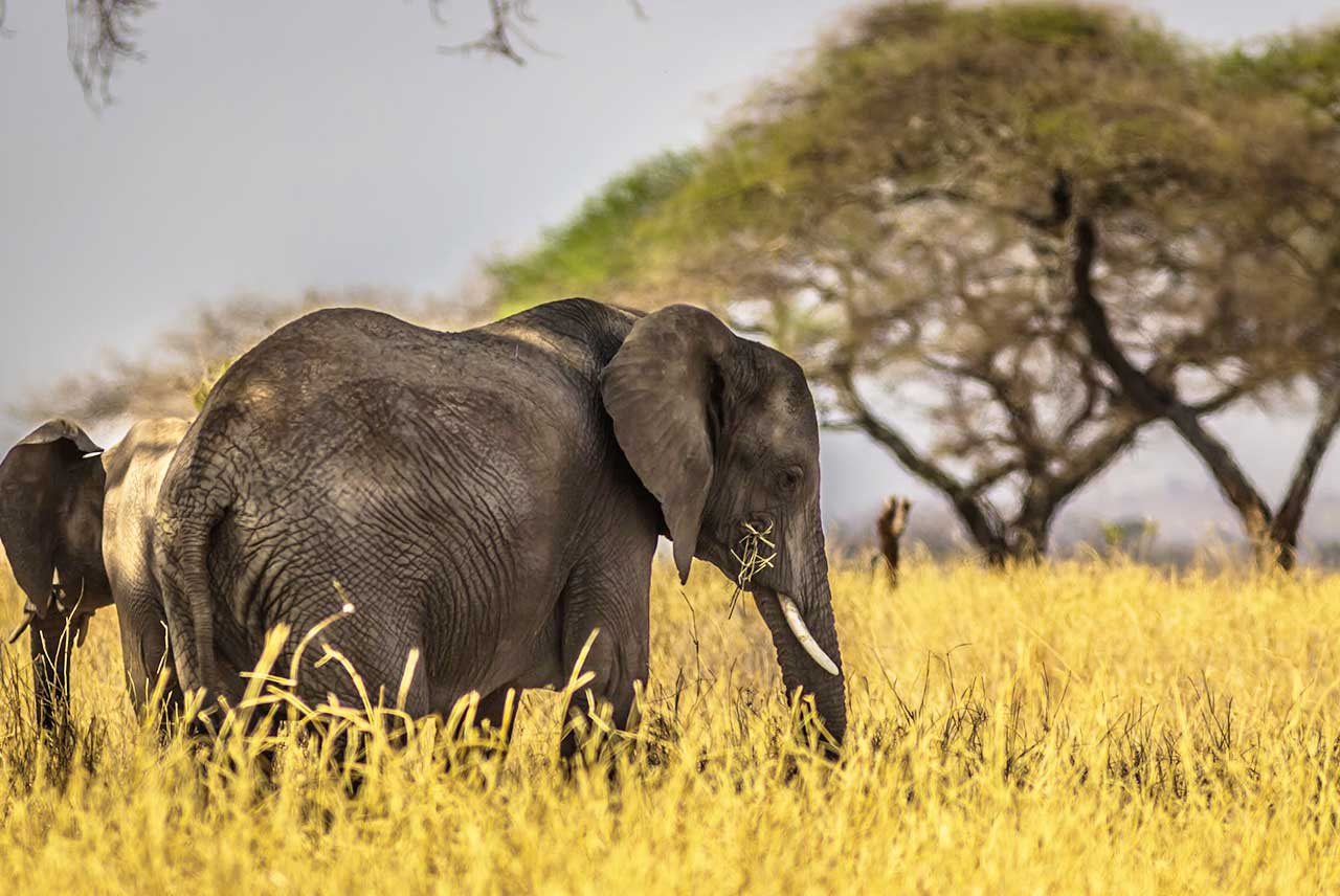 Récit de voyage : la Tanzanie aux côtés d'Asma