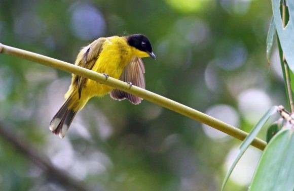 Safari au Parc Kruger et découverte du Mozambique